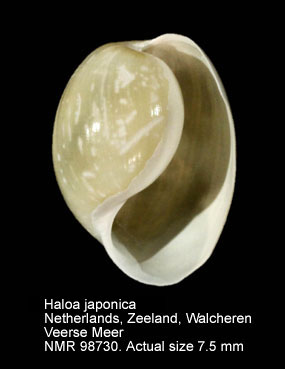 Haloa japonica.jpg - Haloa japonica (Pilsbry,1895)